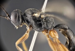 Isadelphus coriarius