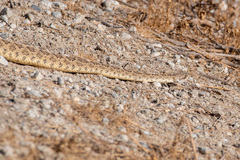 Crotalus oreganus