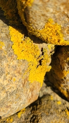 Xanthomendoza weberi