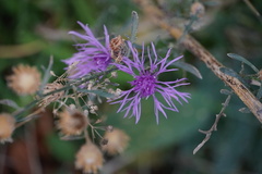 Centaurea