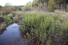 Gramineae