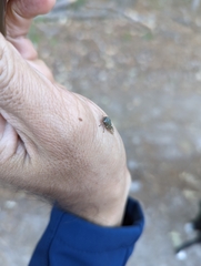 Membracidae