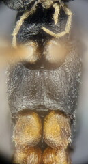 Isadelphus coriarius