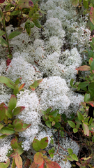 Cladonia stellaris
