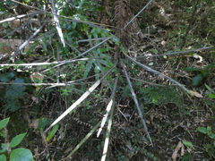 Pseudopanax crassifolius