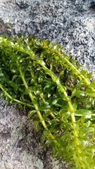 Egeria densa