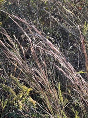 Schizachyrium