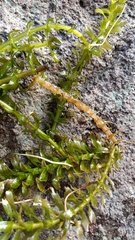 Egeria densa