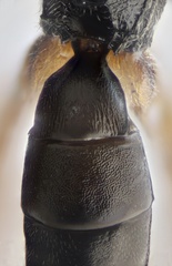 Isadelphus coriarius