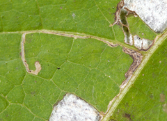 Bucculatrix polymniae