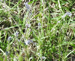 Myosotis discolor