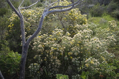 Aspalathus chenopoda