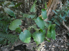 Piper excelsum excelsum