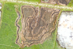 Bucculatrix polymniae