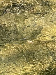 Nerodia sipedon