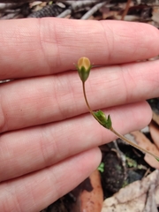 Mitrasacme polymorpha