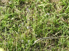 Myosotis discolor