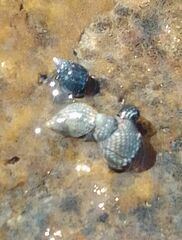 Echinolittorina punctata