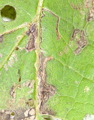 Bucculatrix polymniae