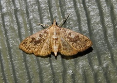 Palpita