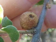 Burnettweldia washingtonensis