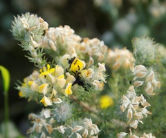 Crematogaster peringueyi