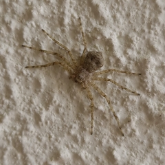 Philodromus margaritatus