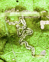 Bucculatrix polymniae