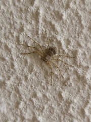 Philodromus margaritatus