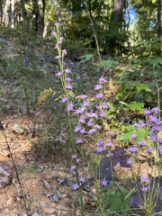 Liatris pilosa