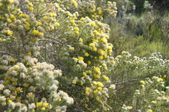 Aspalathus chenopoda