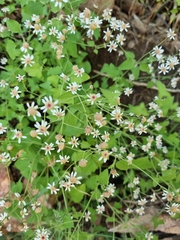 Perityle microcephala