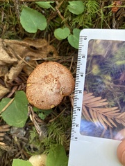 Suillus lakei