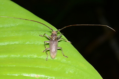 Acalolepta rusticatrix