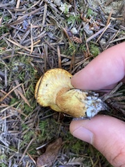 Suillus lakei
