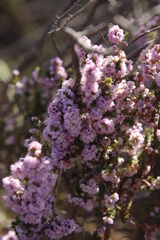 Erica mauritanica