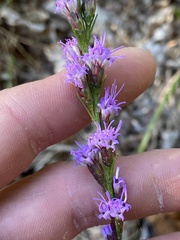 Liatris pilosa