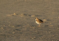 Charadrius collaris