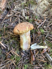 Suillus lakei