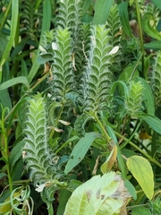 Tetramerium nervosum