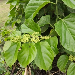 Cissus verticillata