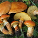 Larch Bolete - Photo (c) Guinberteau Jacques, some rights reserved (CC BY-NC), uploaded by Guinberteau Jacques