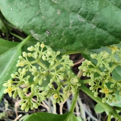 Cissus verticillata