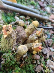 Calostoma lutescens
