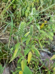 Tetramerium nervosum