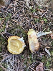 Suillus lakei