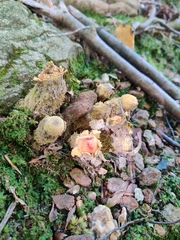 Calostoma lutescens