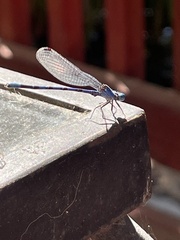 Argia vivida