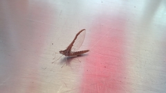 Callibaetis