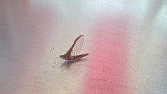 Callibaetis